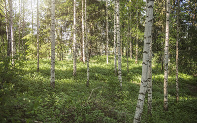 Helgaker vår 9